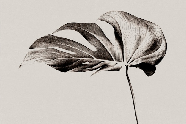 Free Photo monstera leaf background grayscale with risograph effect remixed media