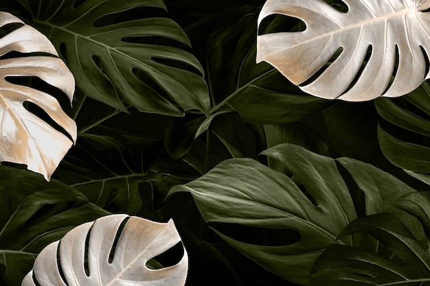 Free Photo monstera leaf luxury social media banner tropical jungle background