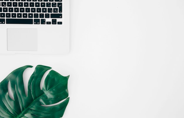 Monstera leaf or swiss cheese leaf near the laptop against white backdrop