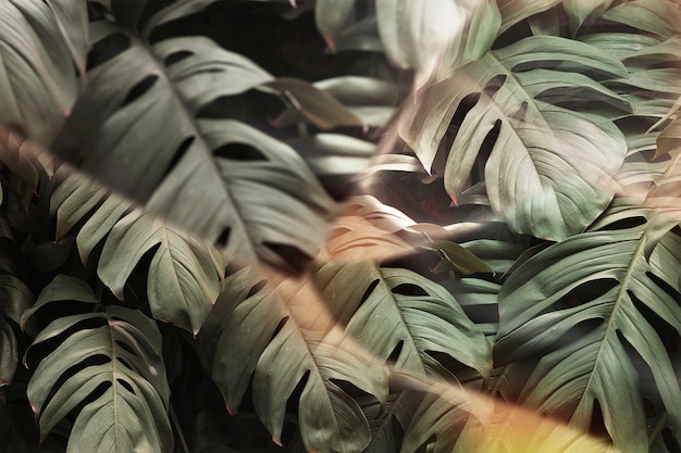 Free photo monstera leaf with prism lens effect