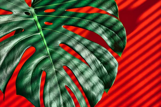 Monstera leaves in the rays of sunlight stripes of shadow from the blinds on a bright red background Closeup selective focus wallpaper ideas