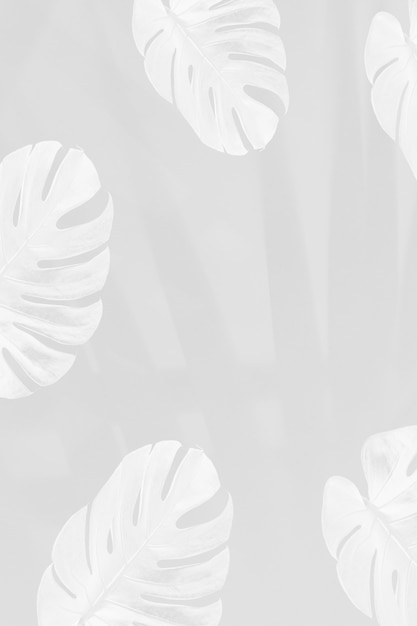 Monstera leaves with palm leaves shadow on gray background