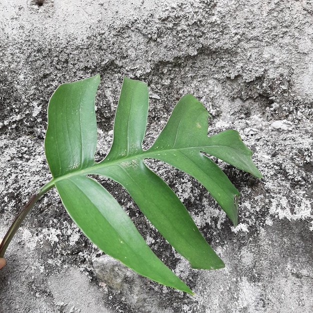 Monstera Leaves with Texture Background