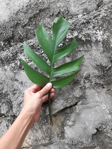 Monstera Leaves with Texture Background