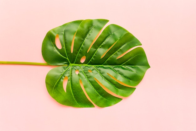 Free photo monstera palm leaves tropical