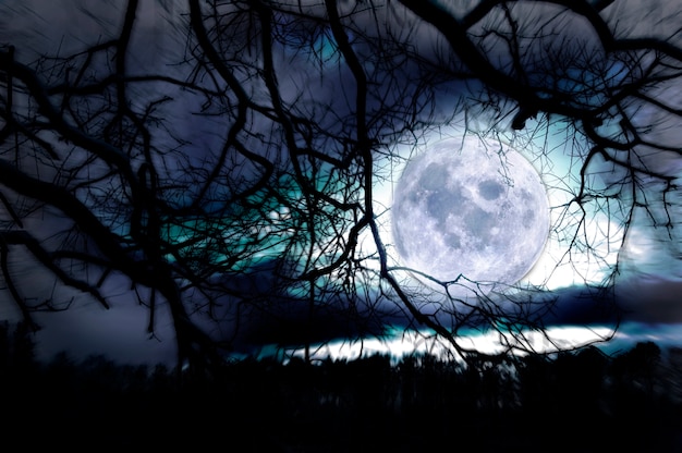 Free Photo moon between branches