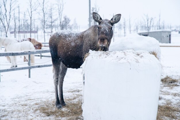 Moose standing near a block of hay while looking towards the camera in the north of Sweden