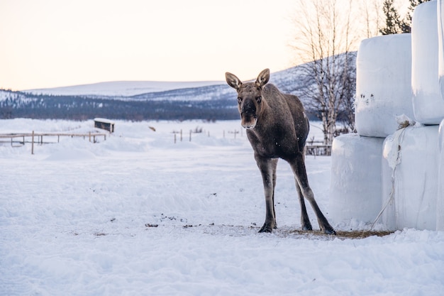 Moose standing in a snowy field under the sunlight in the North Sweden