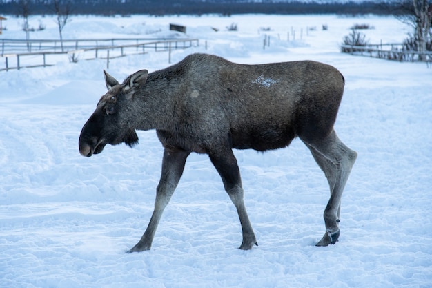 Free Photo moose walking in a snowy field in the north of sweden