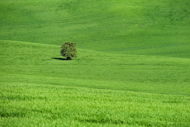 Free Photo moravian tuscany – beautiful spring landscape in south moravia near kyjov town. czech republic - e