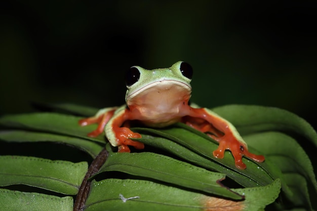 Free photo morelet's tree frog agalychnis moreletii on green leaves morelet's tree frog agalychnis moreletii closeup