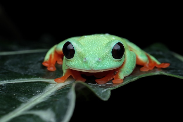 Morelet's tree frog Agalychnis moreletii on green leaves