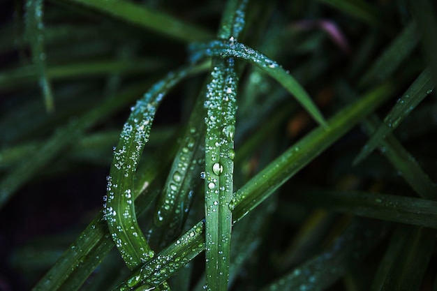 Free photo morning dew on bush grass