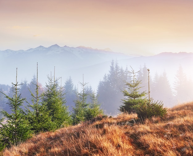 Morning fog creeps with scraps over autumn mountain forest covered in gold leaves. Snowy peaks of majestic mountains in the background