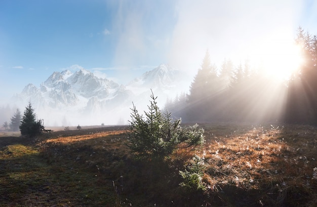 Morning fog creeps with scraps over autumn mountain forest covered in gold leaves. Snowy peaks of majestic mountains in the background