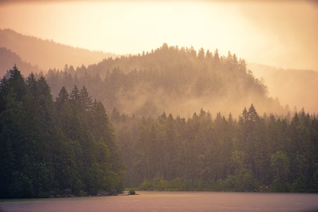 Morning fog and forest