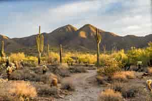 Free photo morning light in the sonoran desert in scottsdale, arizona