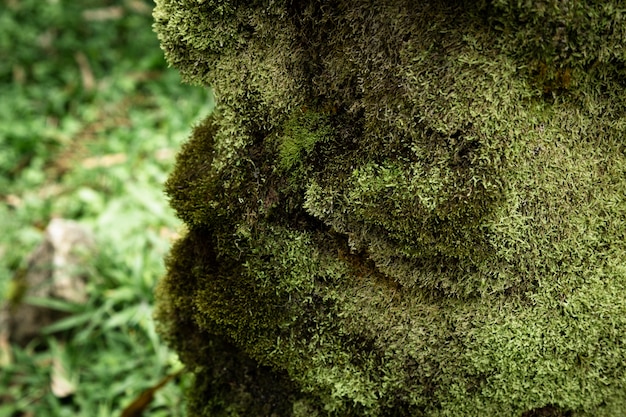 Free Photo moss closeup with blurred background