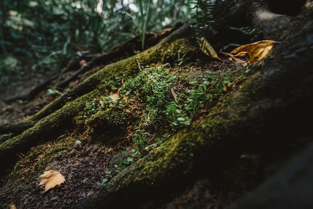 Free Photo moss in forest