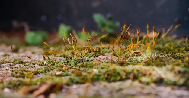 Free Photo moss sporangia on a stone pillar closeup selective focus on moss care for ecology and the environment