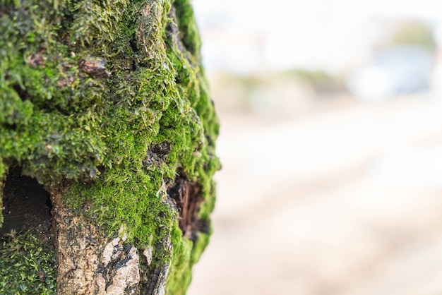 Moss on tree trunk