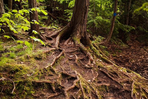 Mossy roots of a tree in the forest