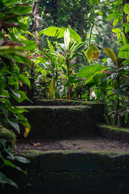 mossy stairs surrounded by green plants