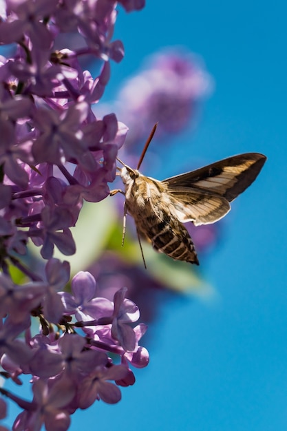 moth trying to drink the nectar of a lilac syringa flower