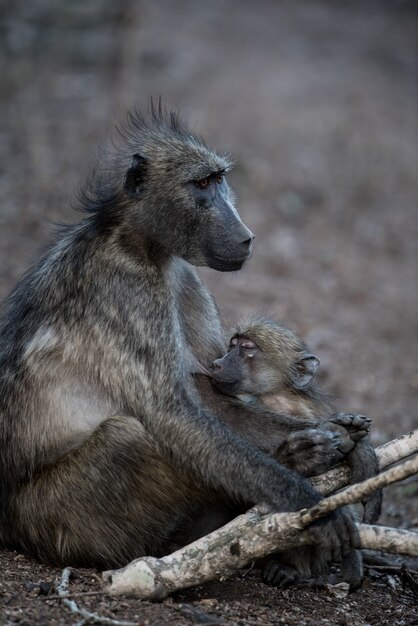 Mother baboon feeding her baby