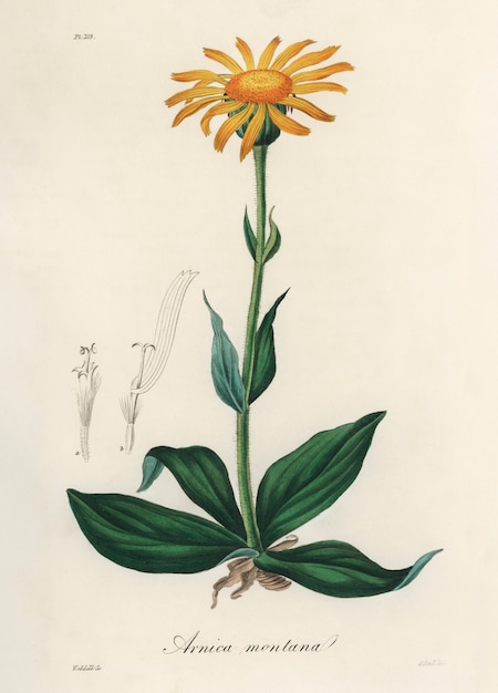 Free Photo mountain arnica (arnica montana) illustration from medical botany (1836) 