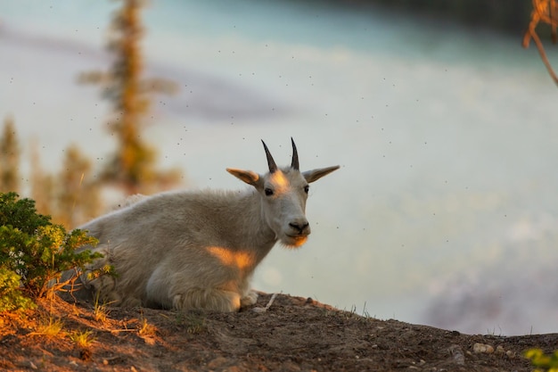 Free photo mountain goat