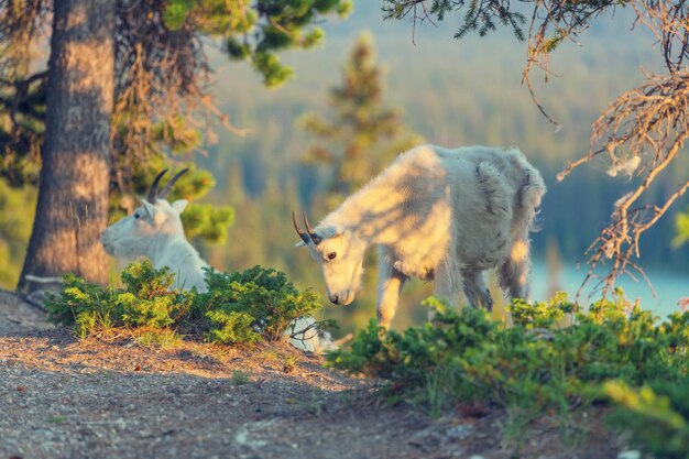 Mountain goat