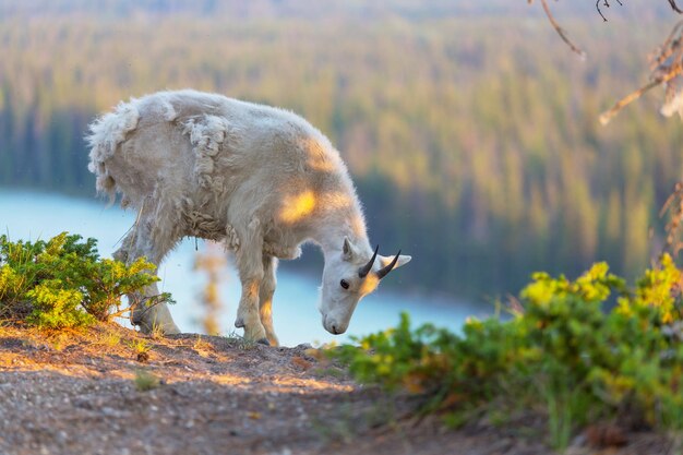 Mountain goat