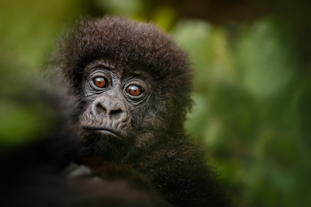 Free photo mountain gorillas gorilla beringei beringei