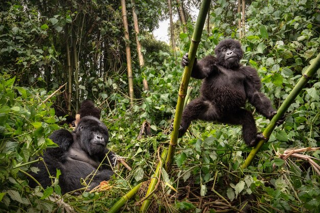 Mountain gorillas Gorilla beringei beringei