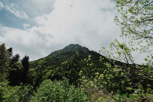 Free photo mountain landscape with green trees