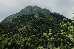 Free photo mountain landscape with green trees