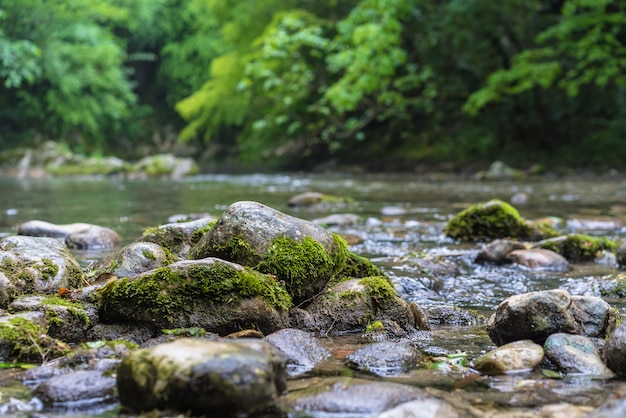 Free Photo mountain river flowing through the green forest. rapid flow over rock covered with moss