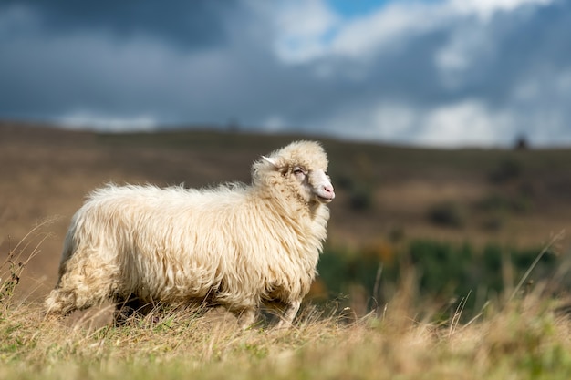 Mountain sheep grazing on pasture in summer