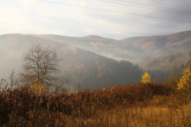 mountain with fog