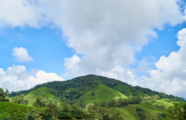 Mountain with trees and shrubs and clouds