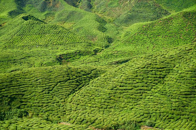 Mountain with trees and shrubs