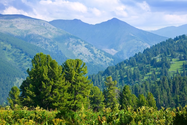 mountains landscape with cedar  forest