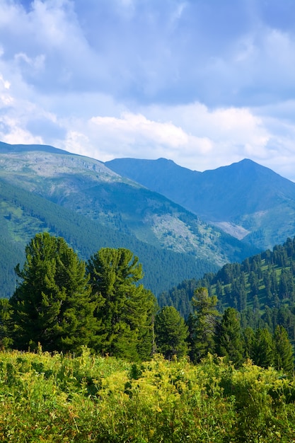 mountains landscape with cedar  forest