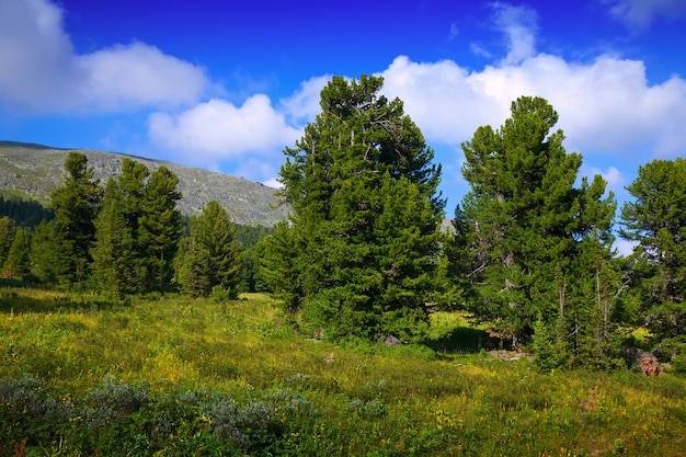 mountains landscape with cedar  forest