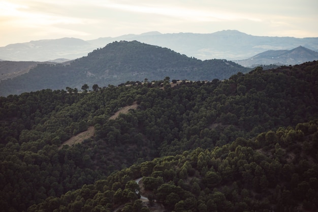 Free Photo mountains landscape with forest filled with people