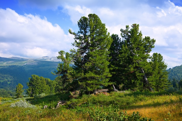 mountains with cedar forest