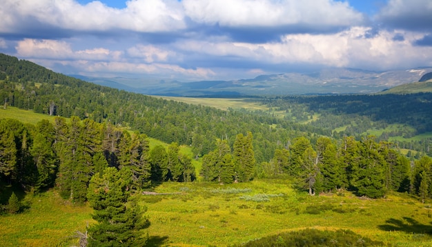 mountains with cedar forest