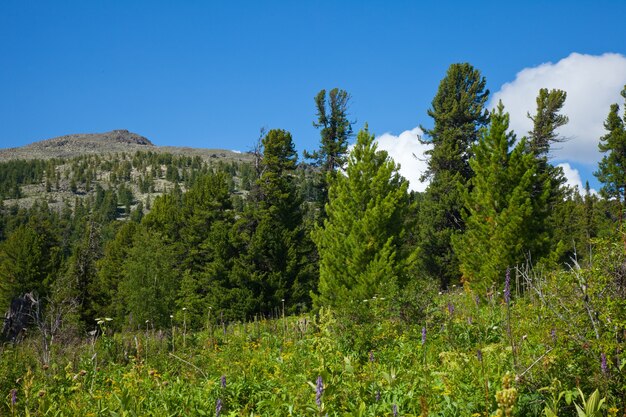 mountains with cedar forest