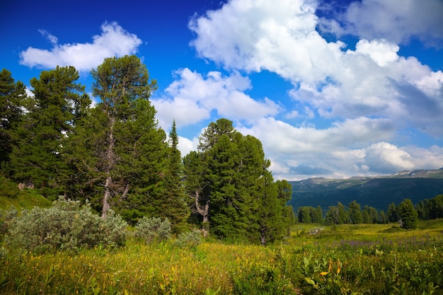 mountains with cedar forest